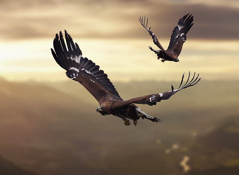 2 aigles royaux survolant une vallée alpine dans une lumière jaune de coucher de soleil.