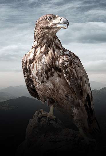 Un aigle royal avec des collines en fond