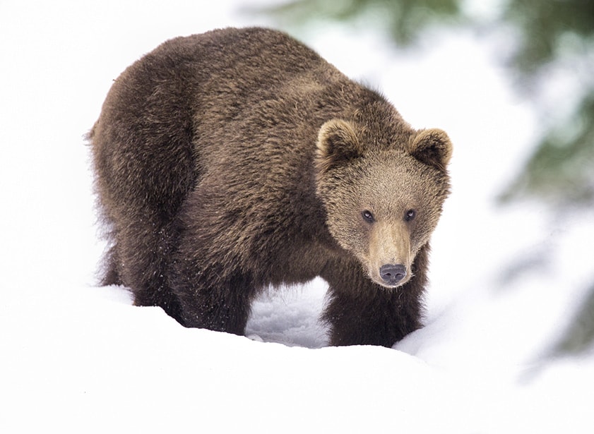 A brown bear walking in the snow.
