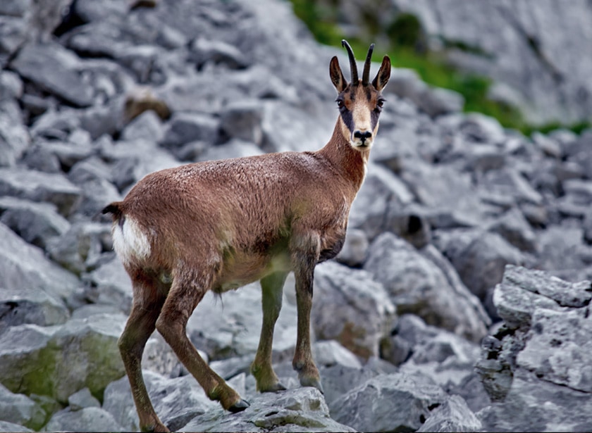 A chamois over some rocks.