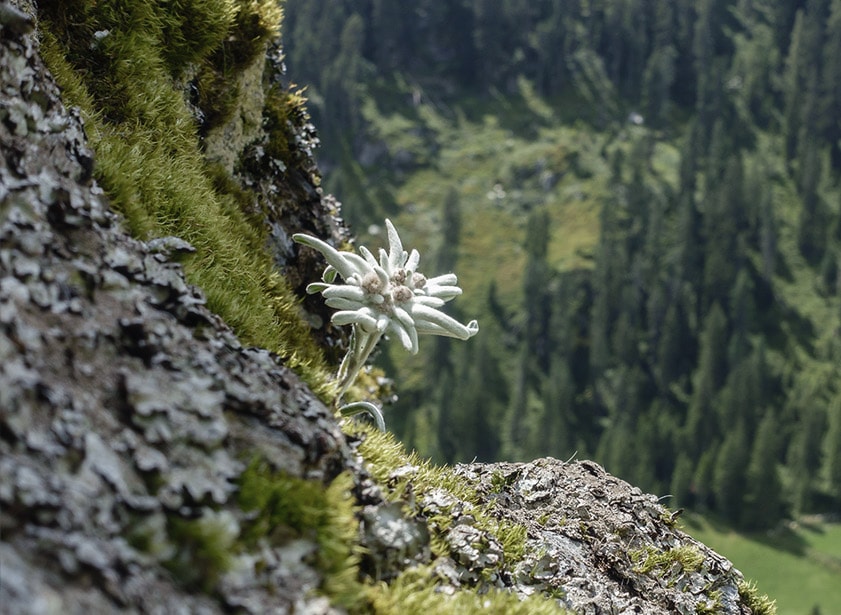 A close-up of an Edelweiss, on a steep hill