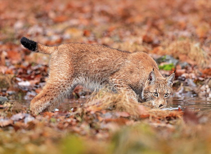 A lynx in the wild with fallen leaves behind it, making it practically invisible.