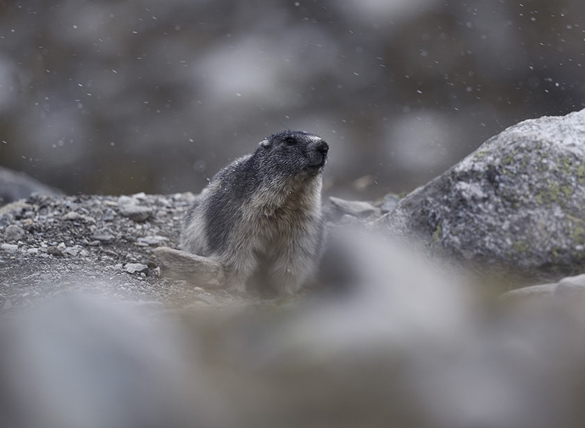A marmot under some light snow.