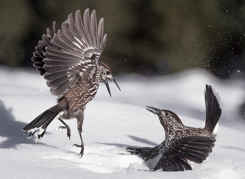 Two spotted nutcrackers fighting in the snow.