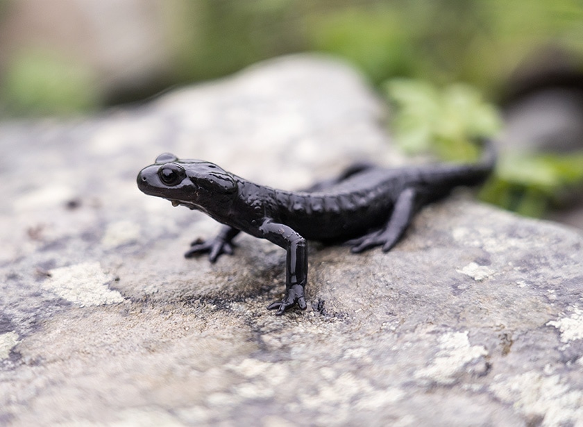A black alpine salamander standing on a rock, viewed from up close.
