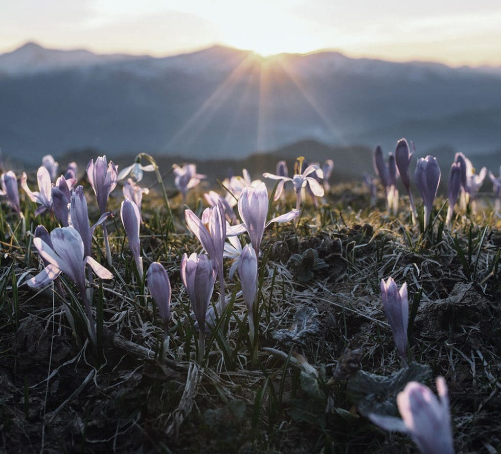 Rosy crocuses, behind which are alpine peaks and the rising sun.