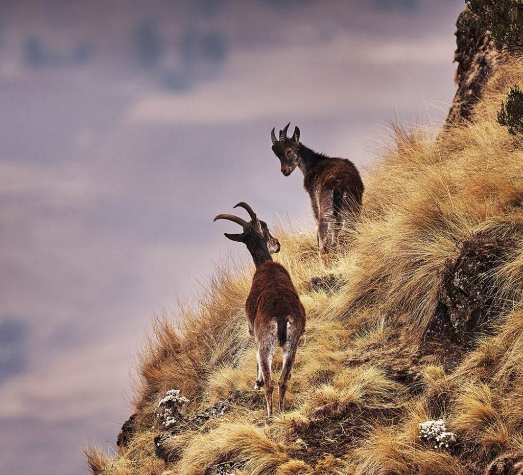 2 young ibex seen up close on the side of a mountain, against a background of dried yellow grasses.