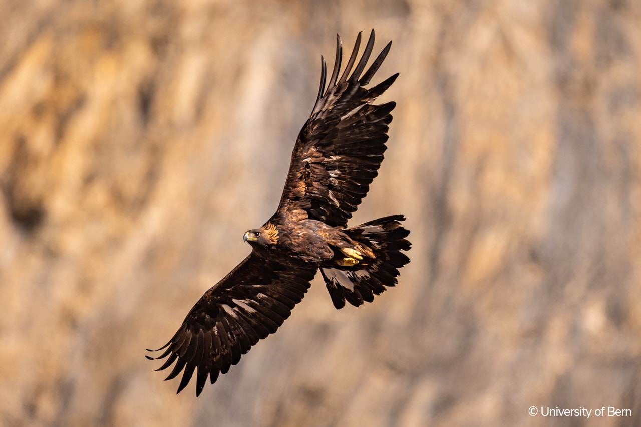 Un aigle royal en vol dans les Alpes suisses. © Université de Berne