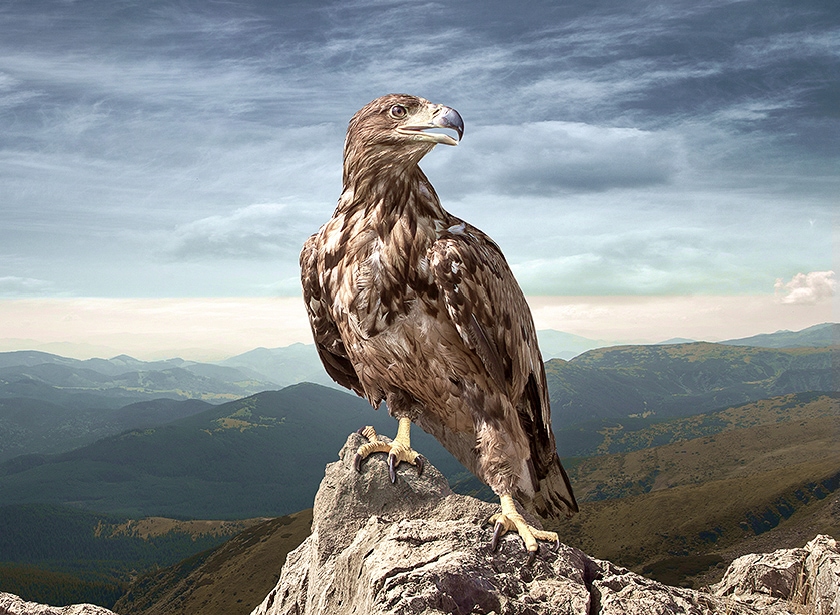 Un aigle royal photographié de près sur un pic rocheux, avec des vallées alpines en fond.