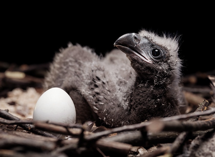 A baby eagle in its nest, next to another unhatched egg.