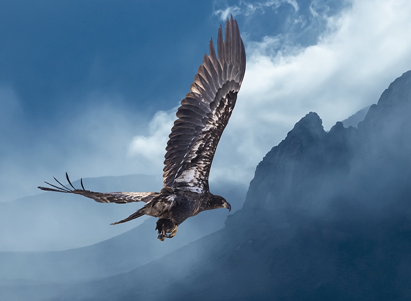 A golden eagle flying, with some alpine peaks and some fog in the background.