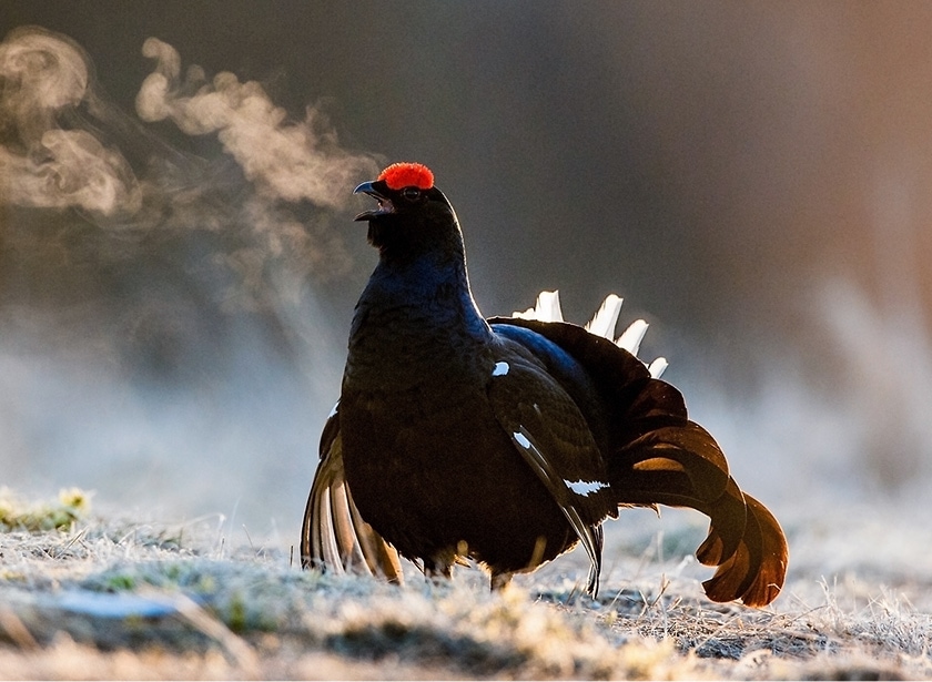 A black grouse calling on a fresh morning.