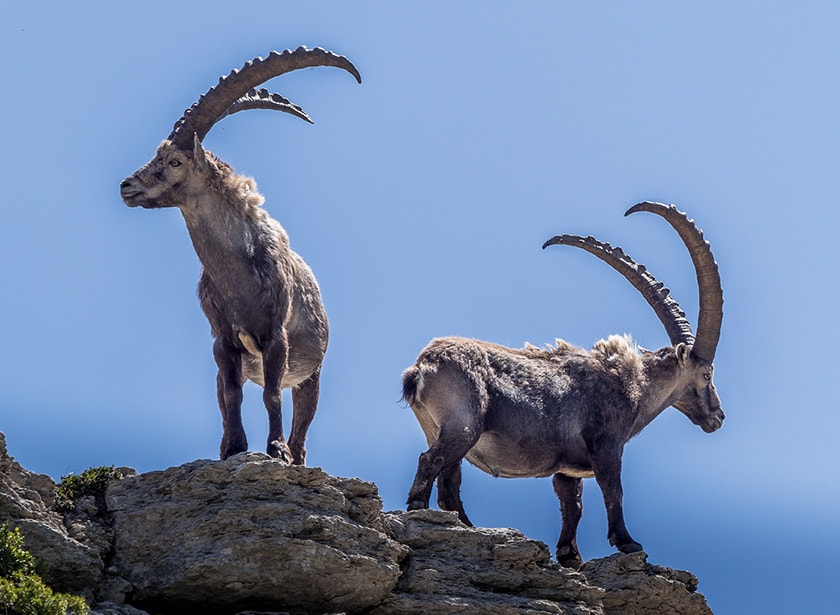 Two ibexes standing on a rock viewed from below