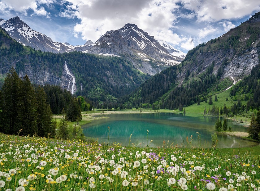 A colourful alpine meadow in summer, with lots of wild flowers and a tiny lake in front of alpine summits.