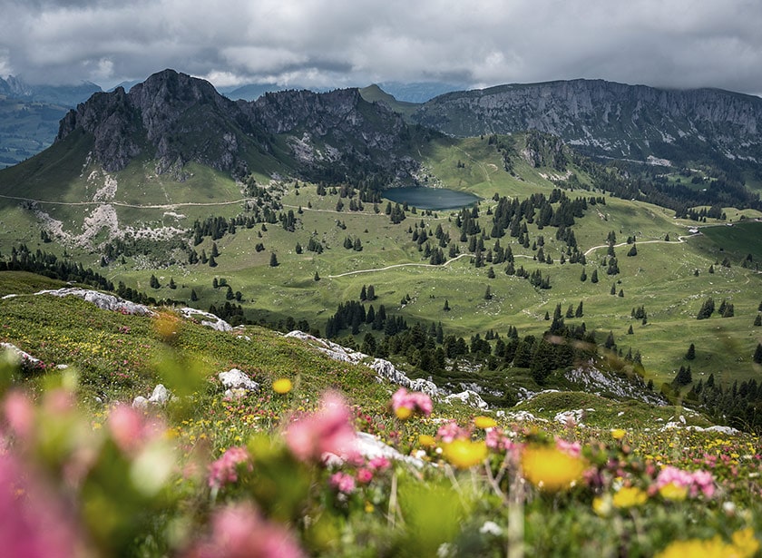 An alpine valley in summer, covered with wild flowers.