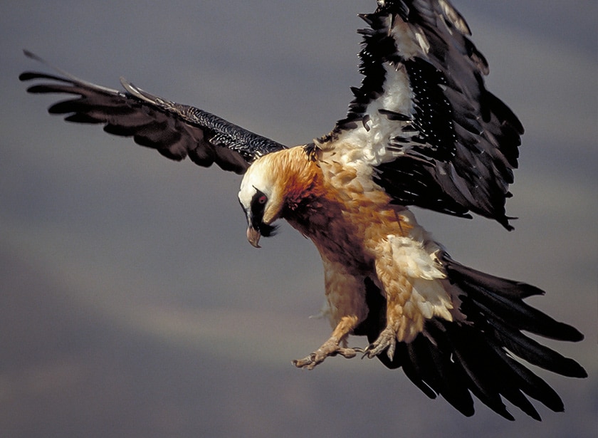 A somptuous bearded vulture about to land, with its wings deployed.