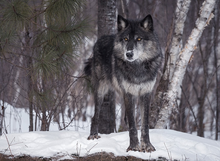 A black wolf with striking yellow eyes standing over smoe snow in the woods.