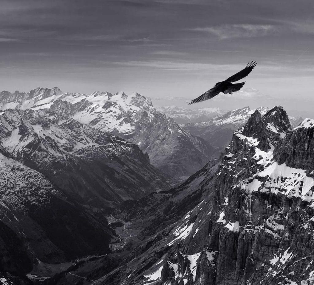 Un aigle survolant les Alpes enneigées, en noir et blanc.