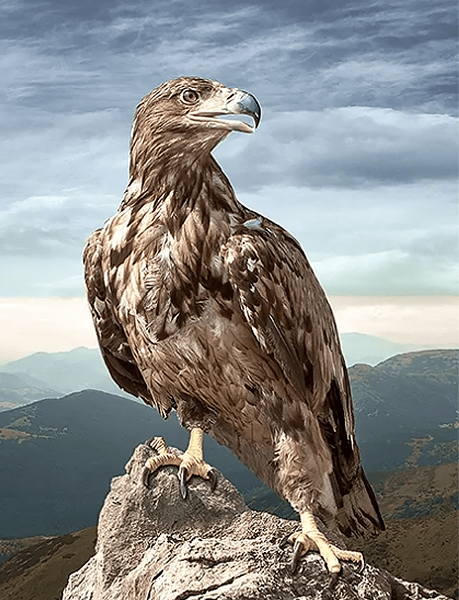 Un aigle royal posé sur un rocher avec des vallées montagneuses et un ciel légèrement ombragé derrière lui.